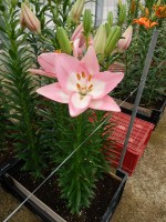 [5513 PO13 AZI 1-7-4 No01.JPG]